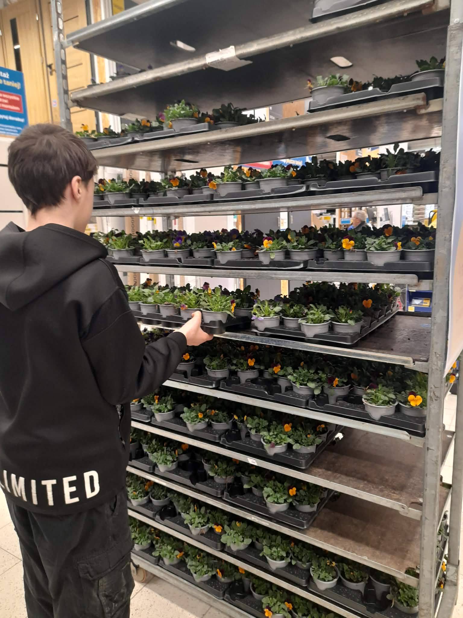 Na obrazku widać: samochód, 1 osobę, bratki.