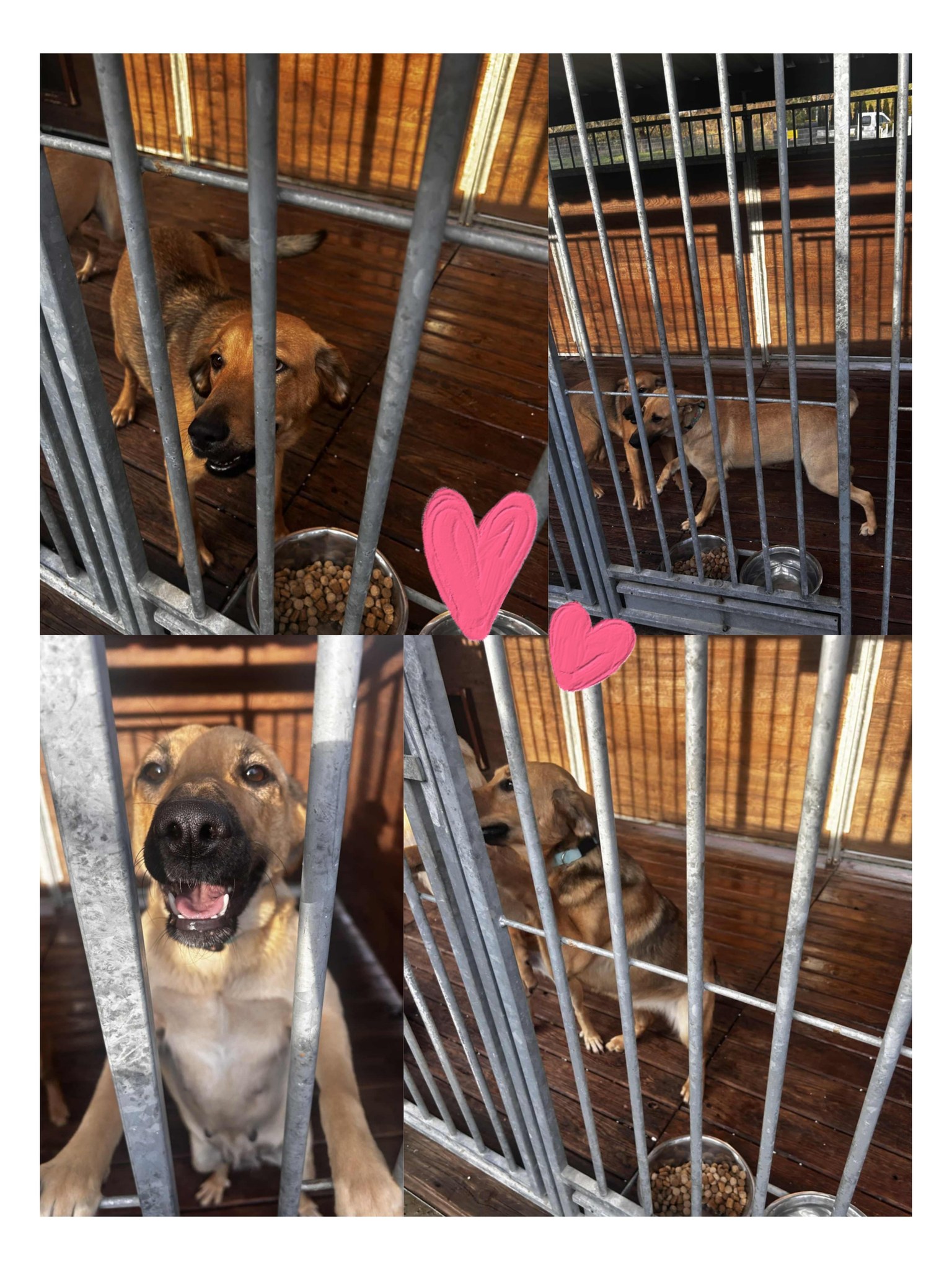 Na obrazku widać: psy, klatki